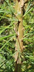 Pinus wallichiana
