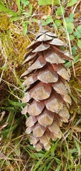 Pinus wallichiana