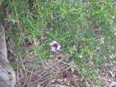 Glandularia lilacina