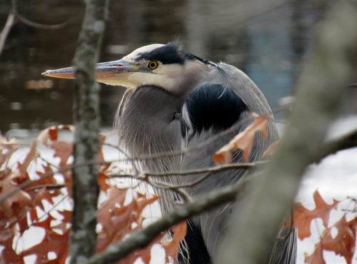 Great Blue Heron