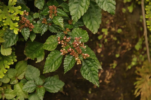 Pilea brevicornuta observed 2026-01-30
