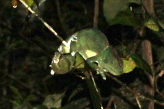 Calumma oshaughnessyi