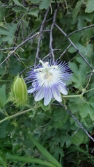 Passiflora arizonica