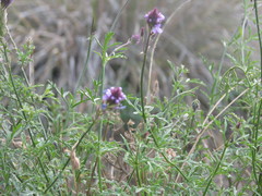 Glandularia lilacina