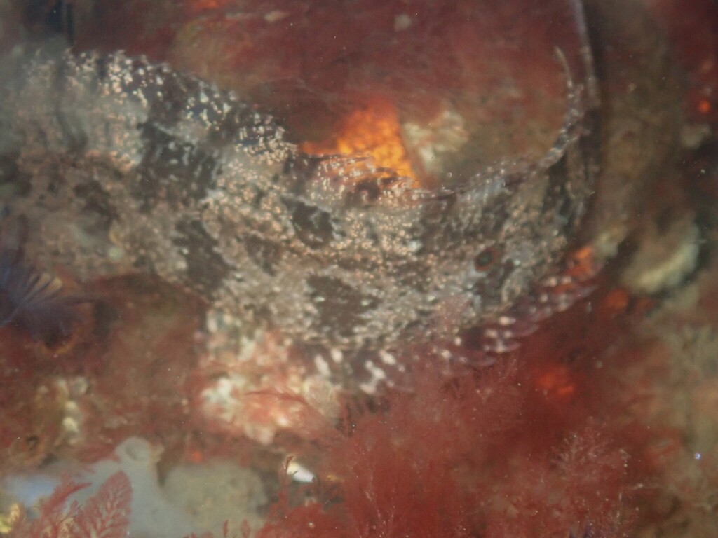 Spotted Kelpfish