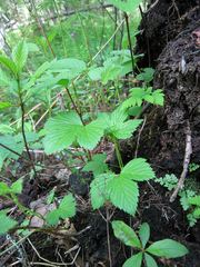 Rubus humulifolius
