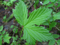 Rubus humulifolius