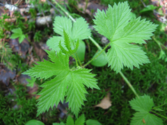 Rubus humulifolius