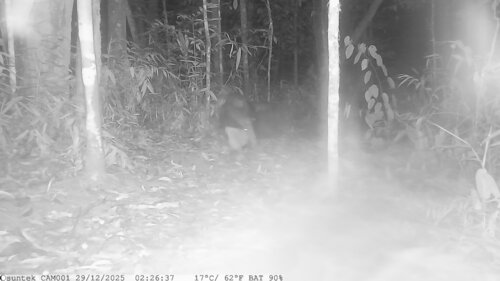 Giant Anteater