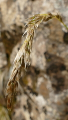 Anthoxanthum brunonis