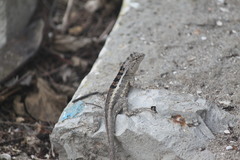 Microlophus occipitalis