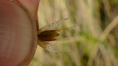 Anthoxanthum brunonis