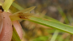 Anthoxanthum brunonis