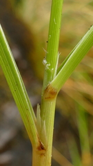 Anthoxanthum brunonis