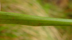 Anthoxanthum brunonis