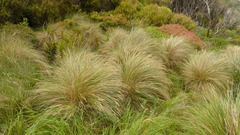 Poa litorosa