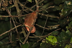 Calumma crypticum