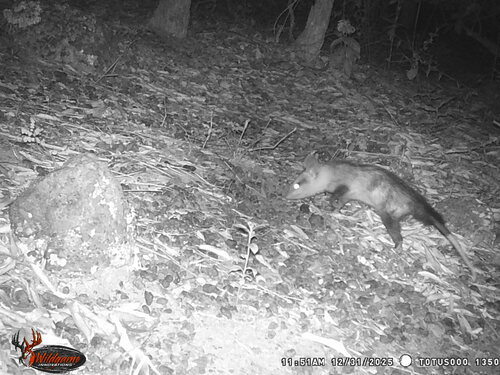 White-eared Opossum