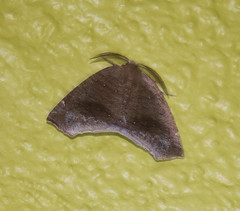 Apatelodidae