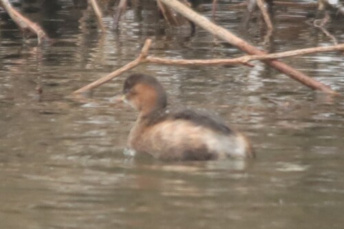 iNaturalist: (c) Vincent Böhm, some rights reserved (CC BY-NC), uploaded by Vincent Böhm iNaturalist image