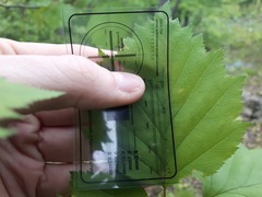 Crataegus schuettei