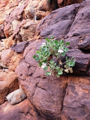 Goodenia grandiflora