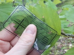 Crataegus schuettei