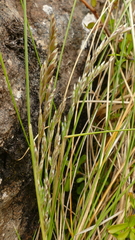 Poa litorosa