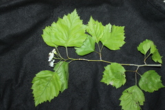 Crataegus schuettei