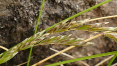 Poa litorosa