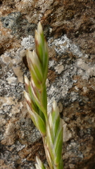 Poa litorosa