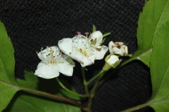 Crataegus schuettei