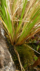 Poa litorosa