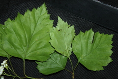 Crataegus schuettei