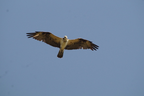 iNaturalist: (c) Carlos Domínguez-Rodríguez, some rights reserved (CC BY-NC), uploaded by Carlos Domínguez-Rodríguez iNaturalist image