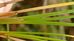 Poa litorosa