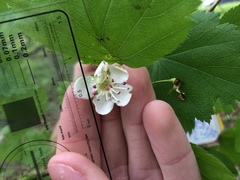 Crataegus schuettei