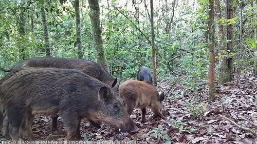 Wild Boar