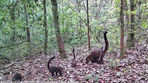 South American Coati