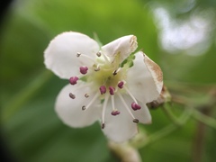 Crataegus schuettei