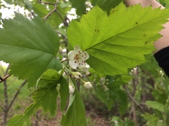 Crataegus schuettei