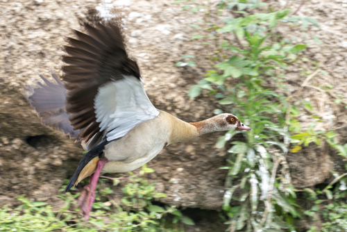 iNaturalist: (c) peter00762, some rights reserved (CC BY-NC) iNaturalist image