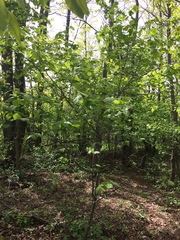 Crataegus schuettei