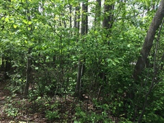 Crataegus schuettei