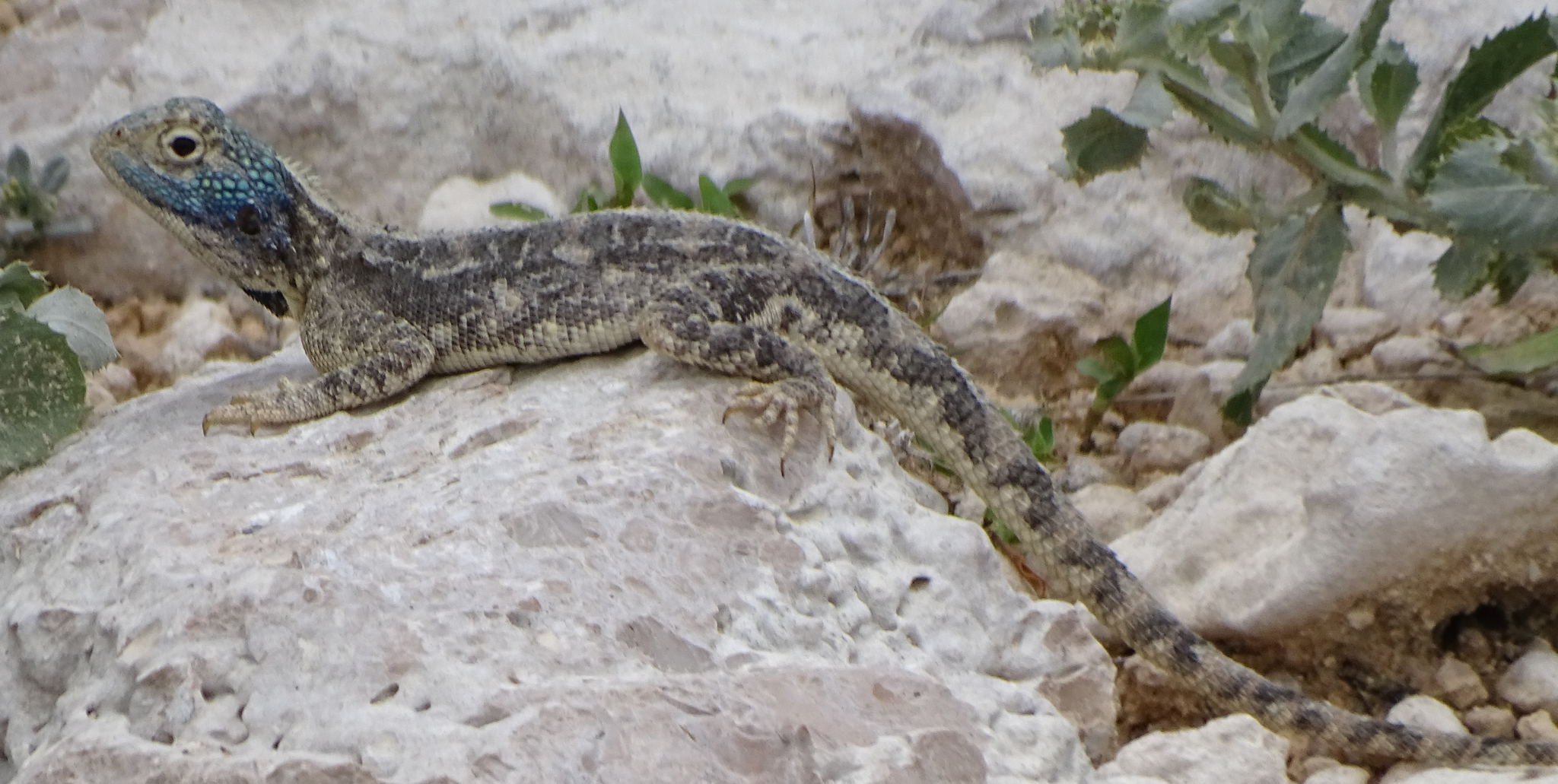 Agama aculeata Merrem, 1820