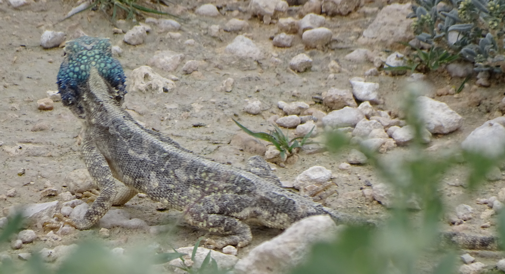 Agama aculeata Merrem, 1820