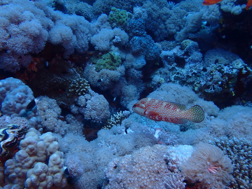 Cephalopholis miniata