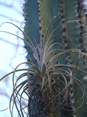Tillandsia exserta