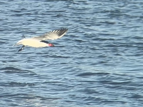 iNaturalist: (c) Keith P, some rights reserved (CC BY-NC), uploaded by Keith P iNaturalist image