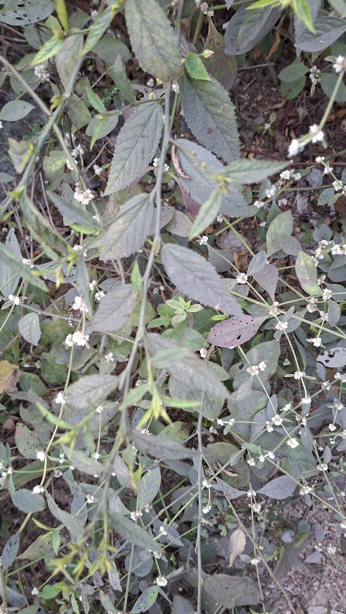 Common Wireweed (Sida acuta)